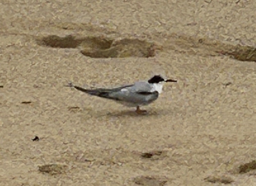 Common Tern - ML645258932