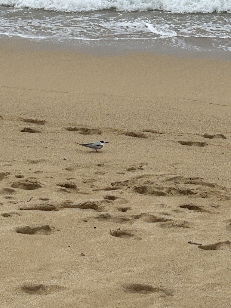 Common Tern - ML645258933