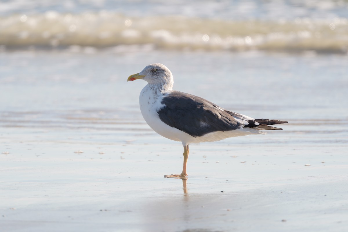 Lesser Black-backed Gull - ML645258934