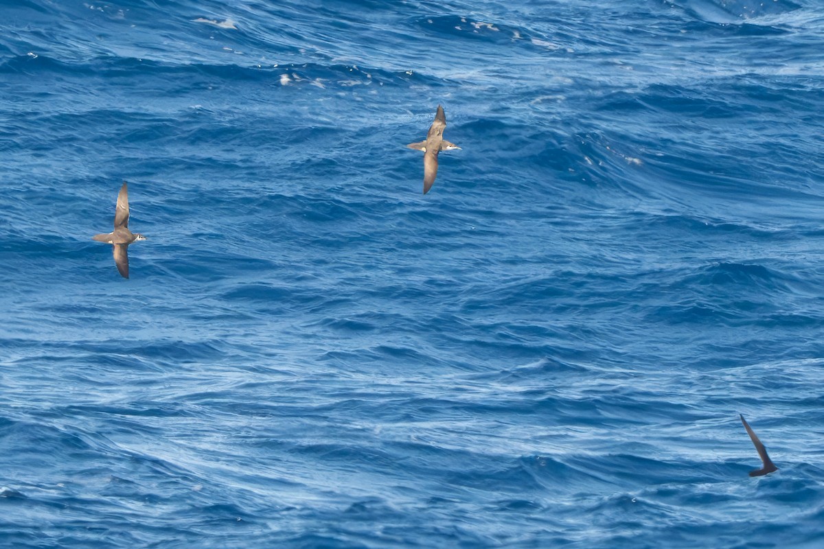Scopoli's Shearwater - ML645258942