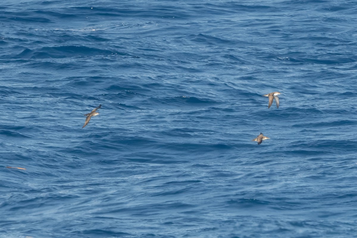 Yelkouan Shearwater - ML645258956