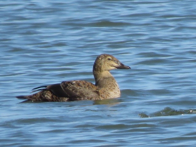 Re degli edredoni - ML645258967