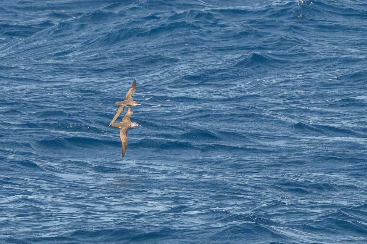 Scopoli's Shearwater - ML645258969