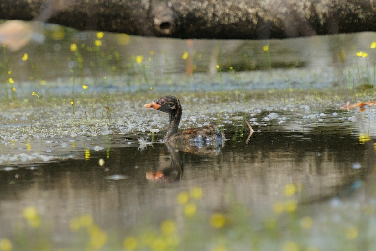 Little Grebe - ML645258971