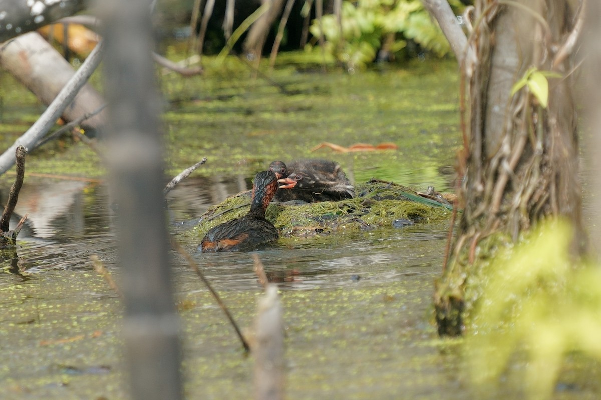 Little Grebe - ML645258972