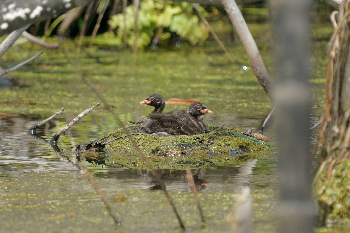 Little Grebe - ML645258973