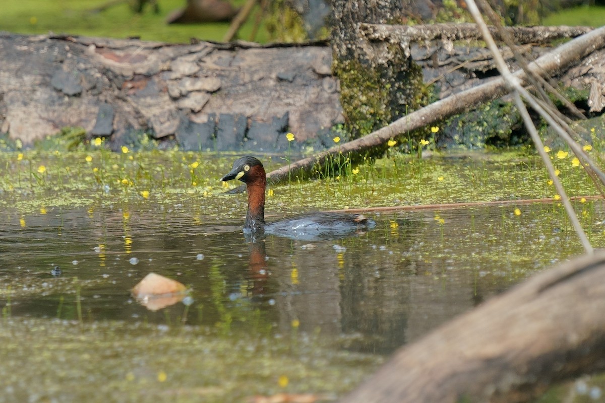 Little Grebe - ML645258974