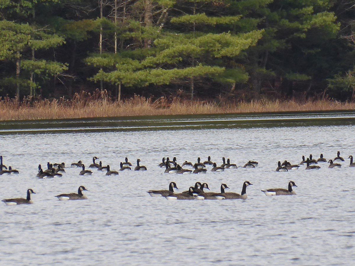Canada Goose - ML645258985