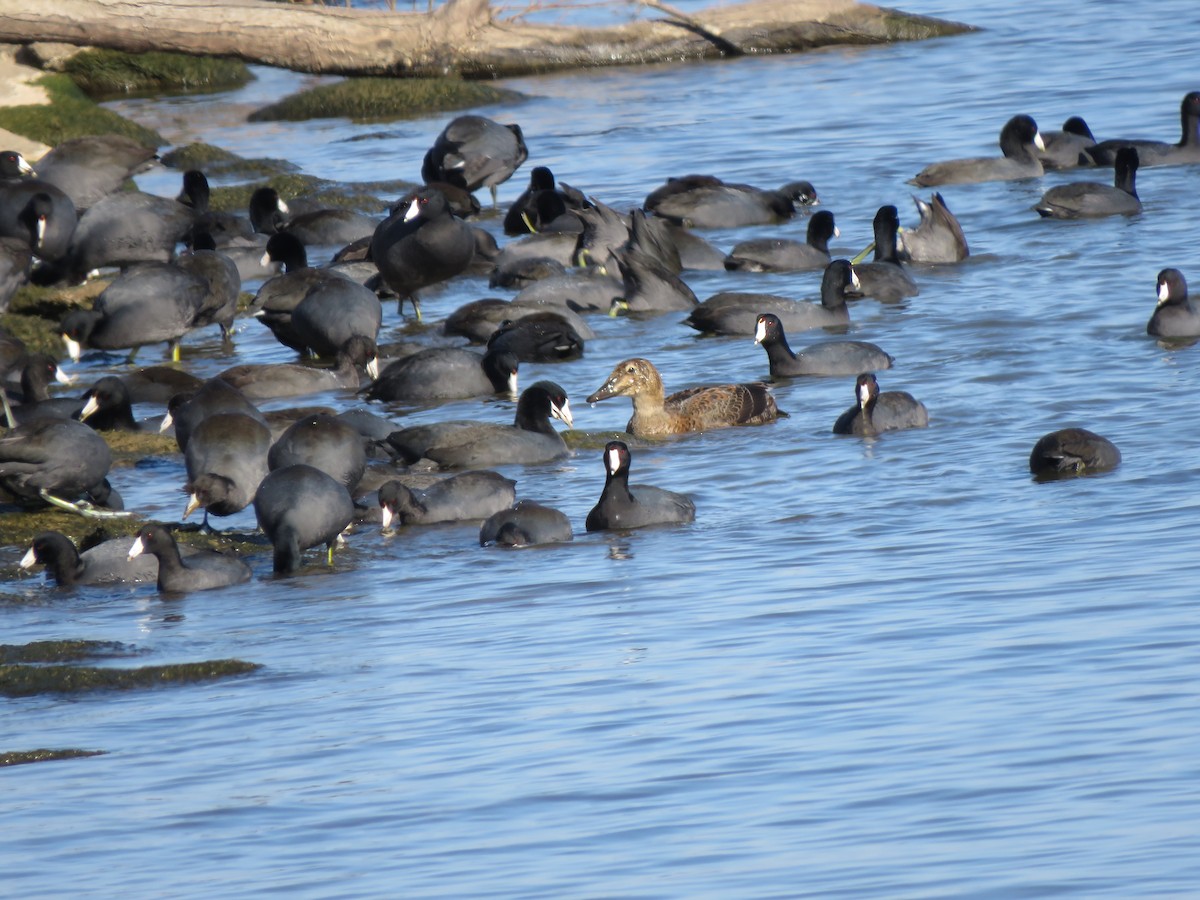 Re degli edredoni - ML645258986