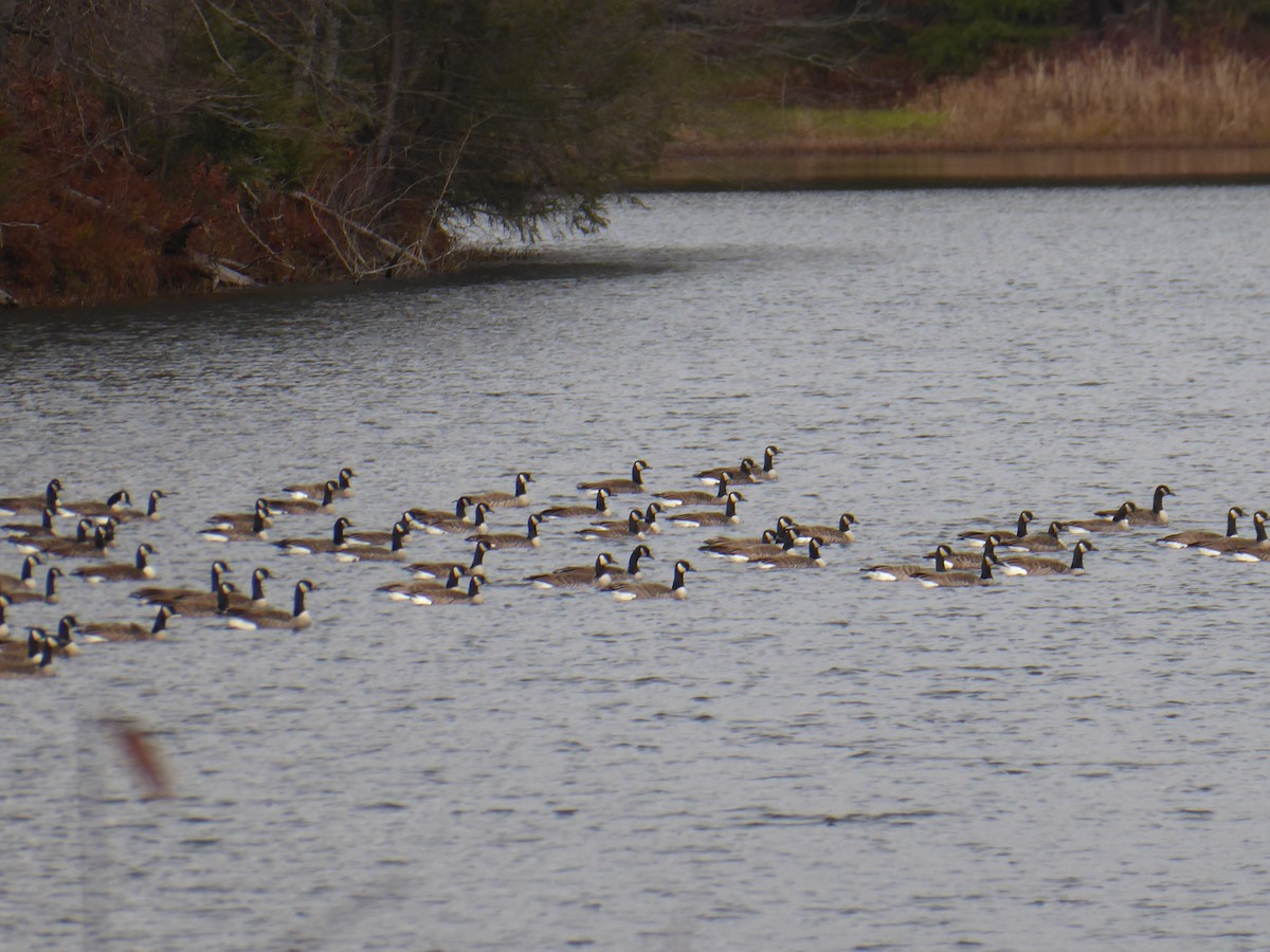 Canada Goose - ML645258995