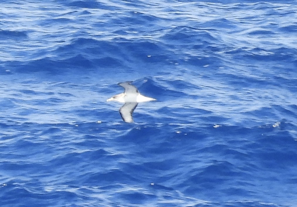 Scopoli's Shearwater - ML645259007