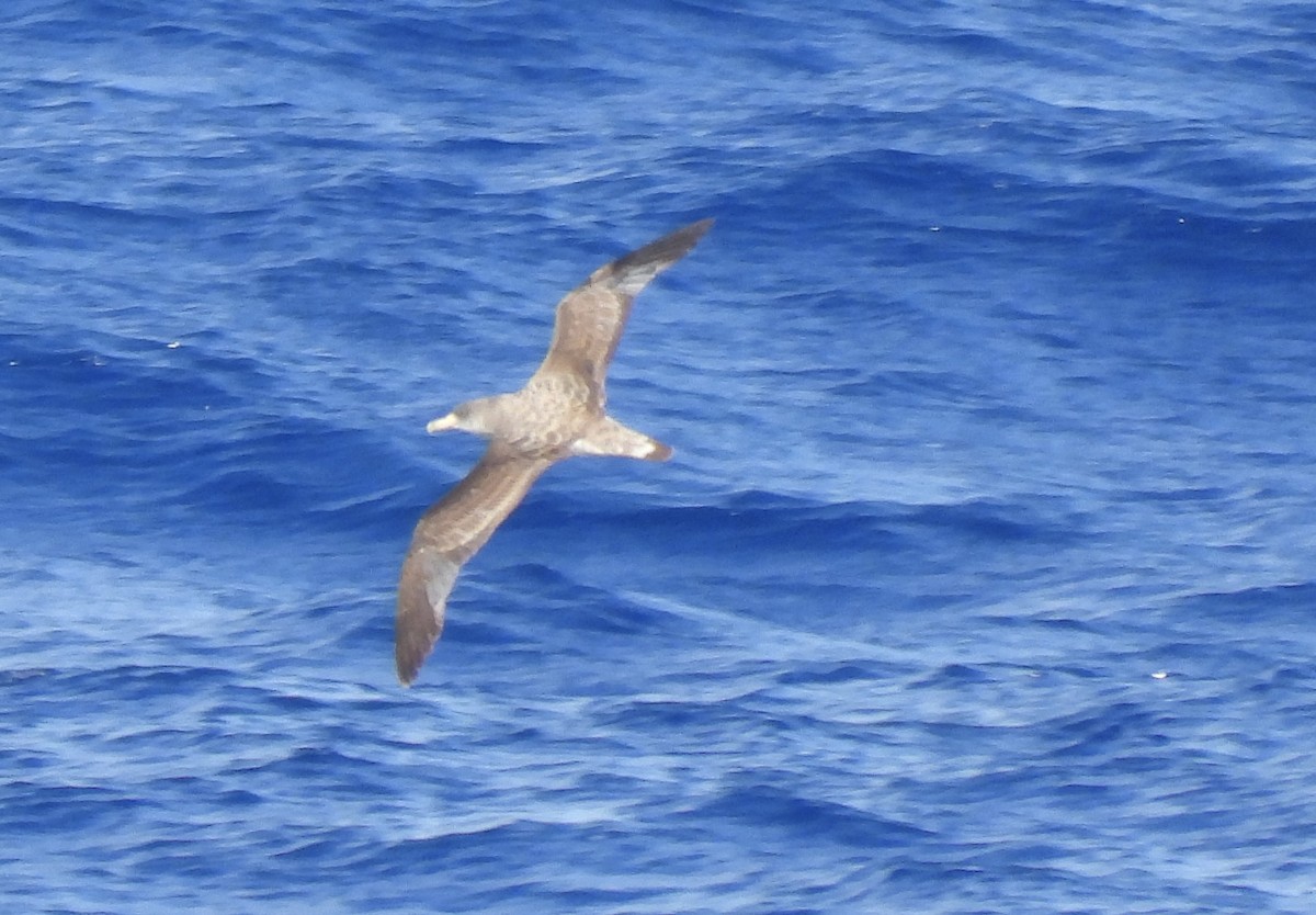 Scopoli's Shearwater - ML645259008