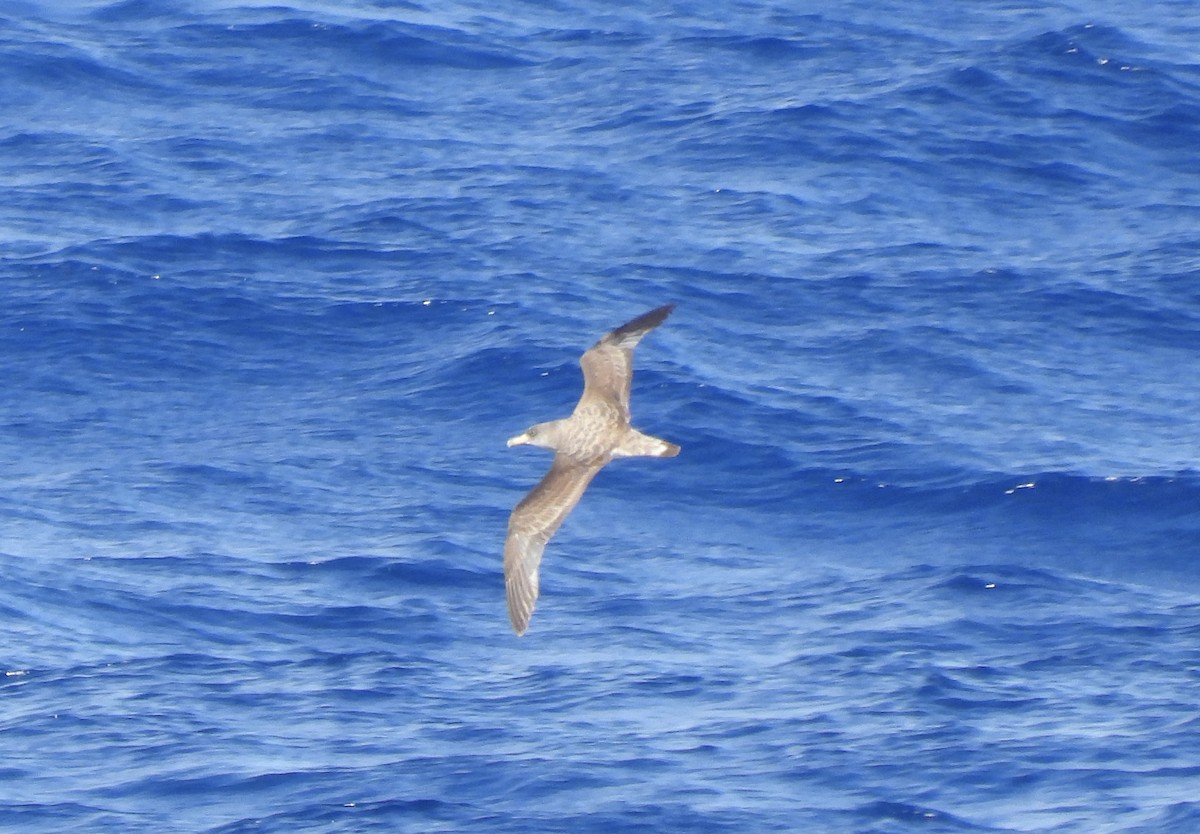 Scopoli's Shearwater - ML645259009