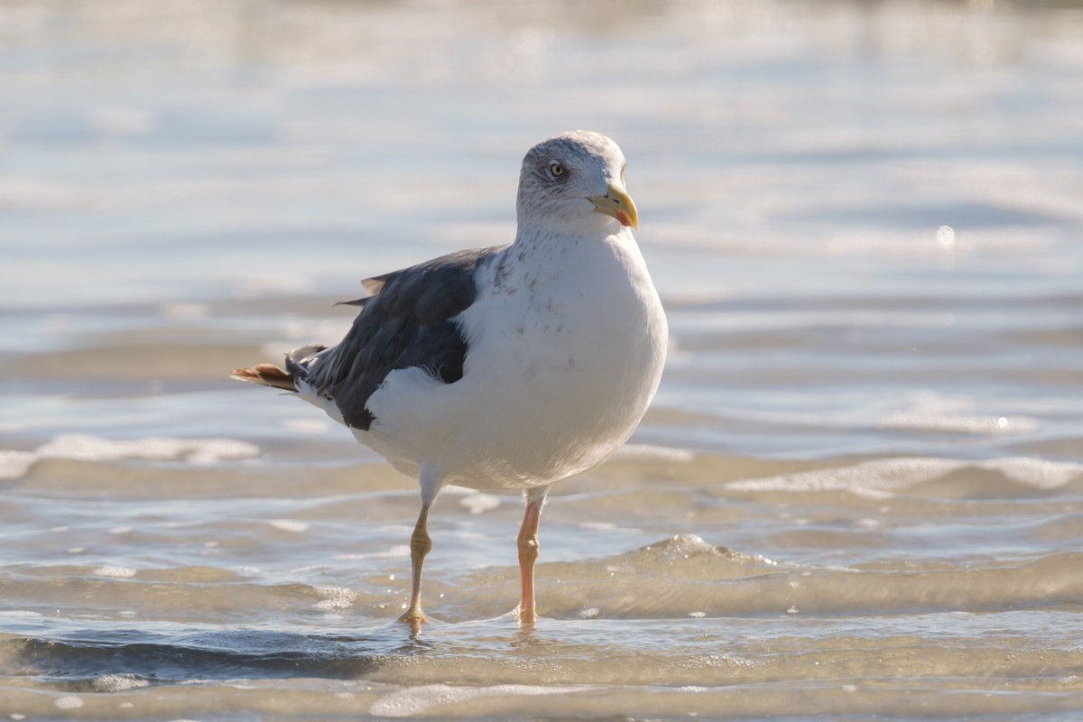 Lesser Black-backed Gull - ML645259021