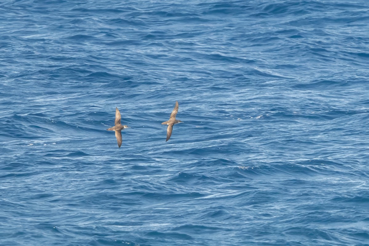 Scopoli's Shearwater - ML645259029