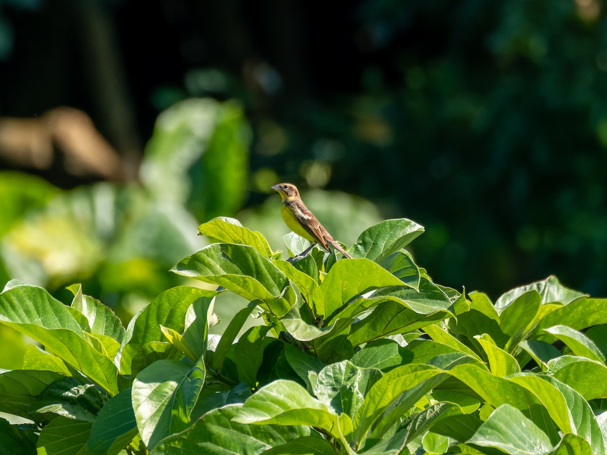 strnad obojkový - ML645259078