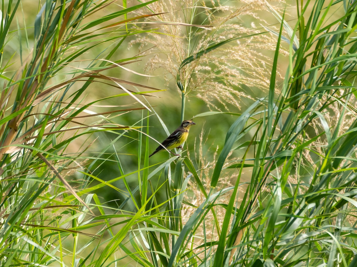 strnad obojkový - ML645259079