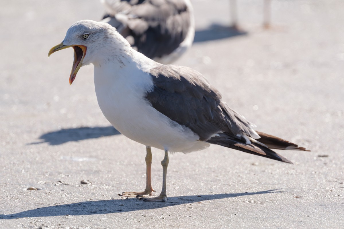 小黑背鷗 - ML645259082