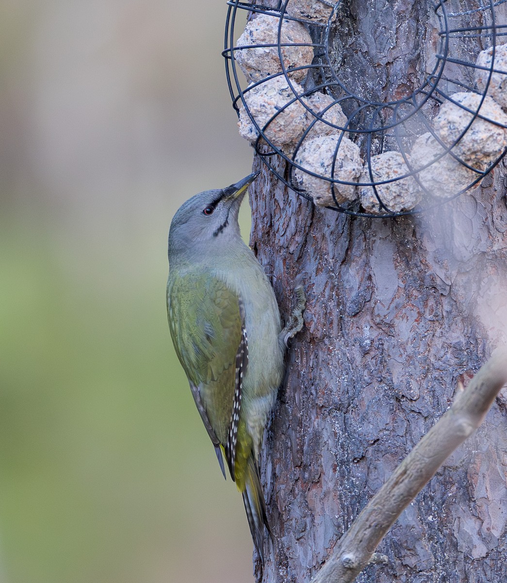 Pic cendré - ML645259094