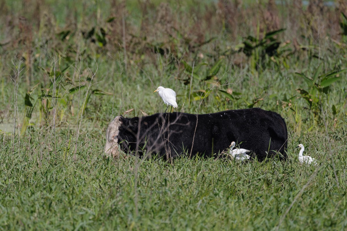 Western Cattle-Egret - ML645259107