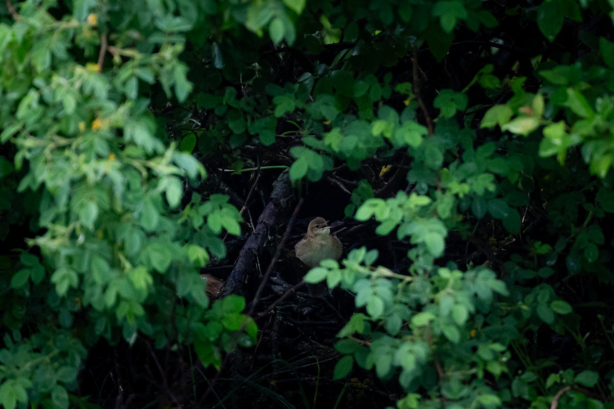 חרגולן מנומר - ML645259130