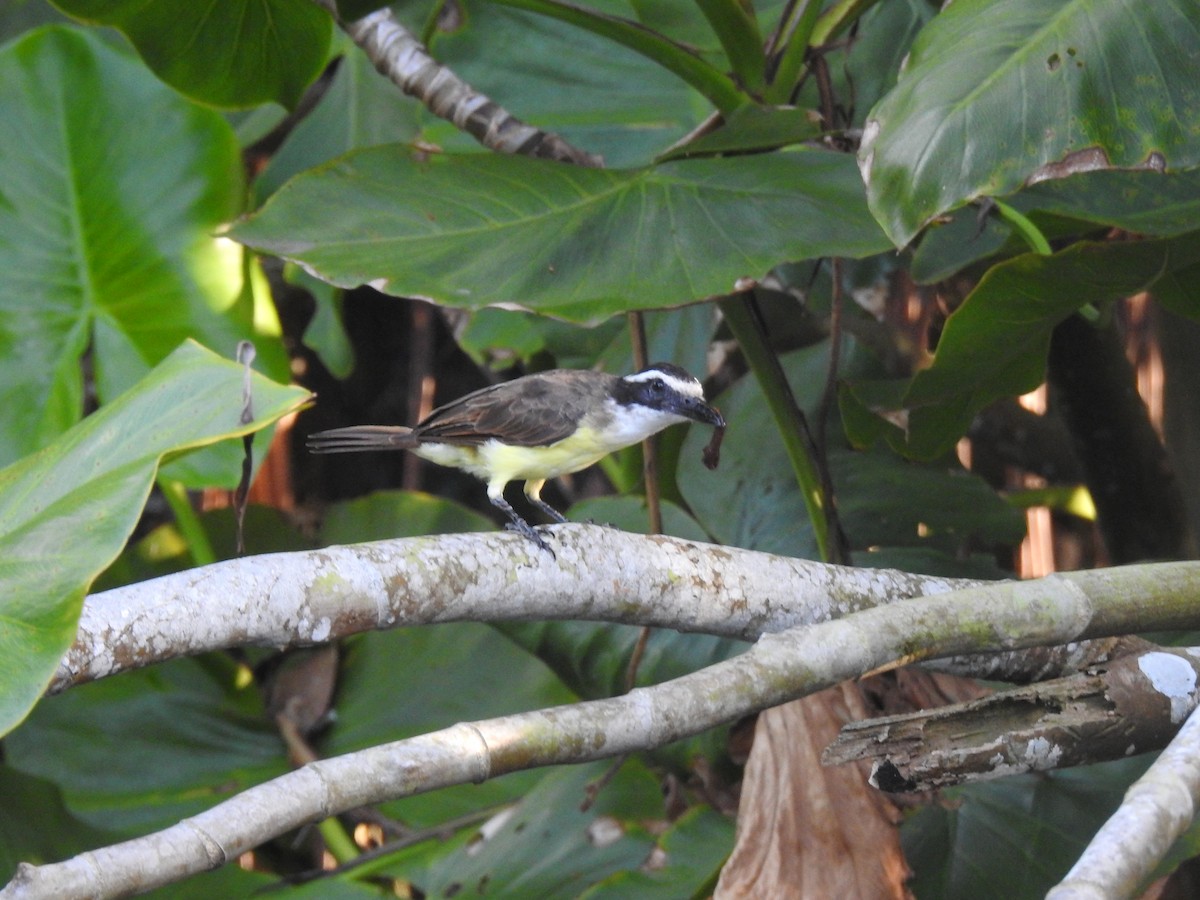 Great Kiskadee - ML645259132