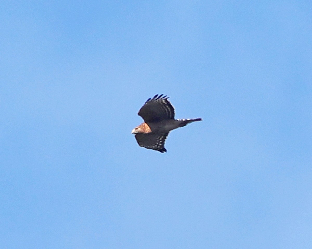 Red-shouldered Hawk - ML645259141