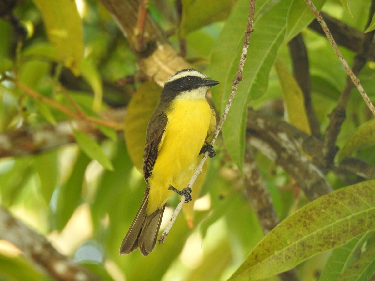 Rusty-margined Flycatcher - ML645259143