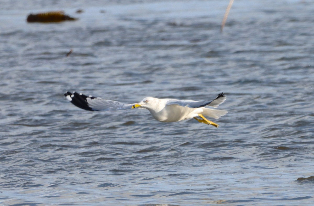 Ring-billed Gull - ML645259144