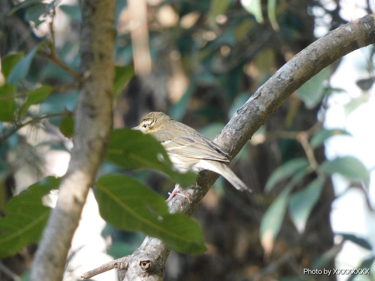 鷚屬 - ML645259150