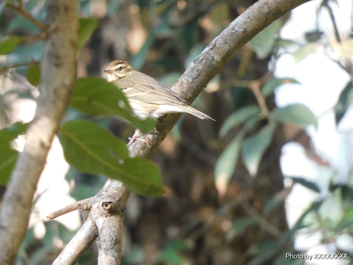 鷚屬 - ML645259151