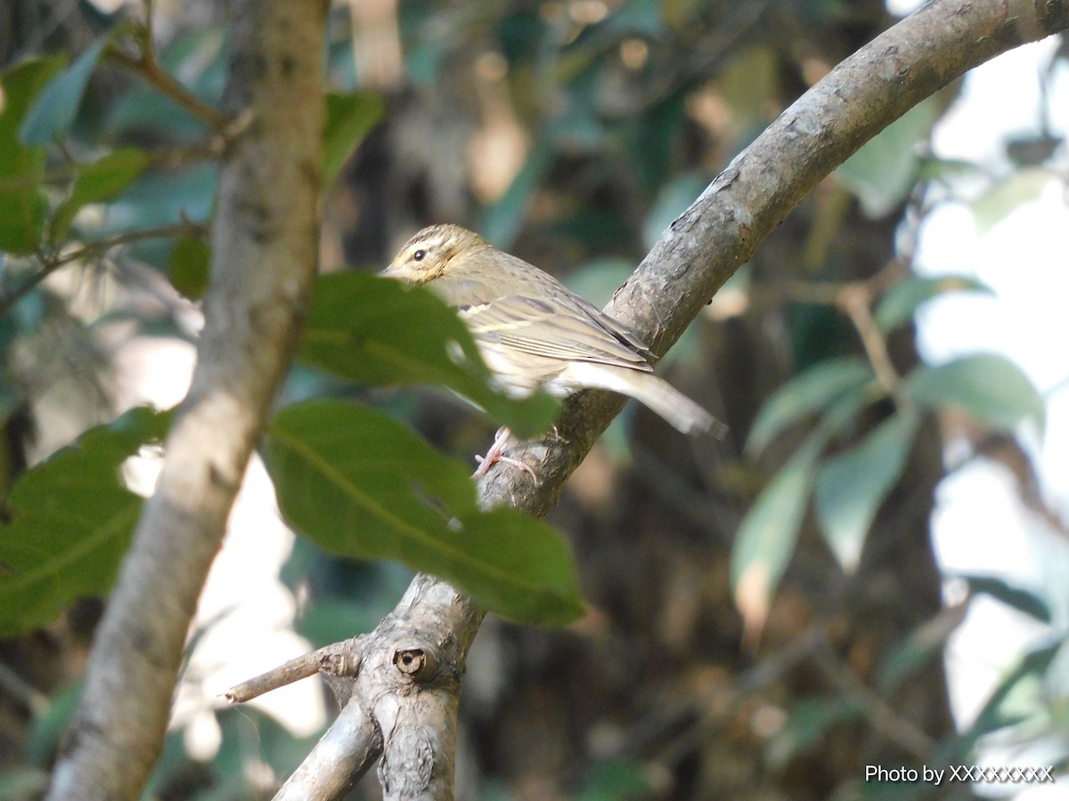 鷚屬 - ML645259152