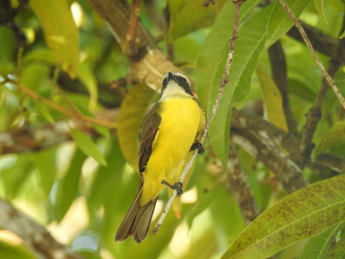 Rusty-margined Flycatcher - ML645259155