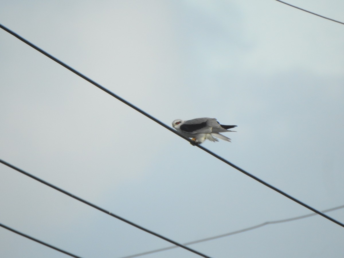 黑翅鳶 - ML645259156