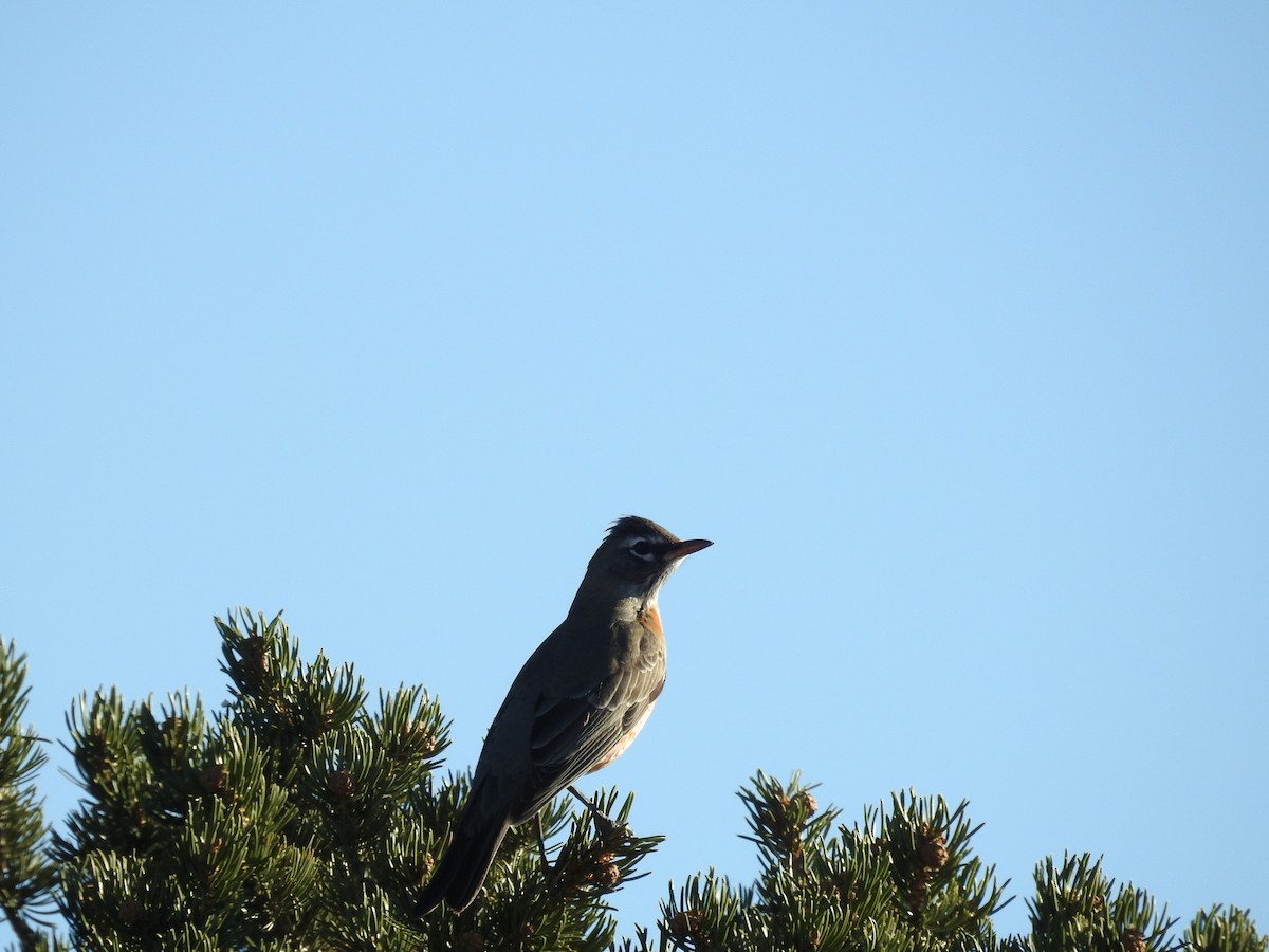 American Robin - ML645259159