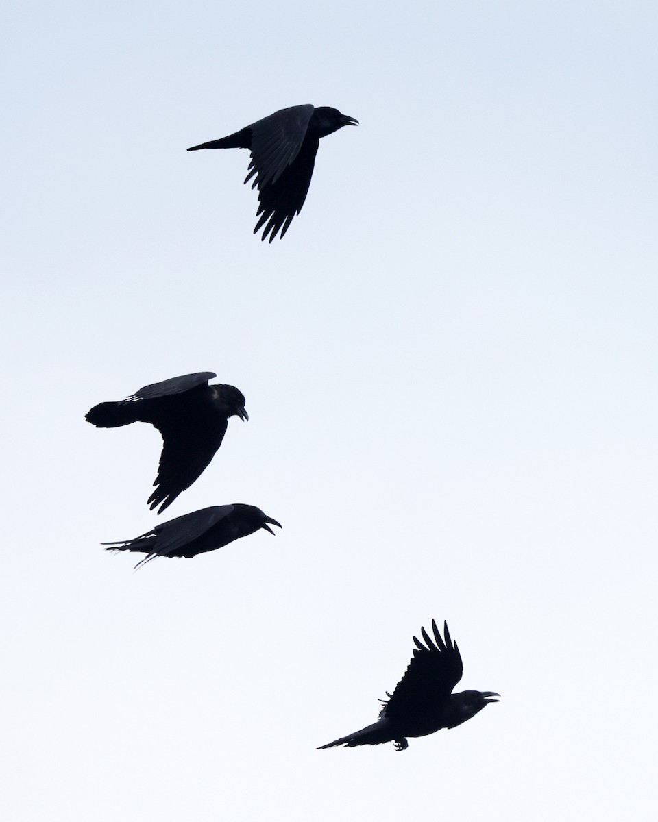 Common Raven - ML645259160