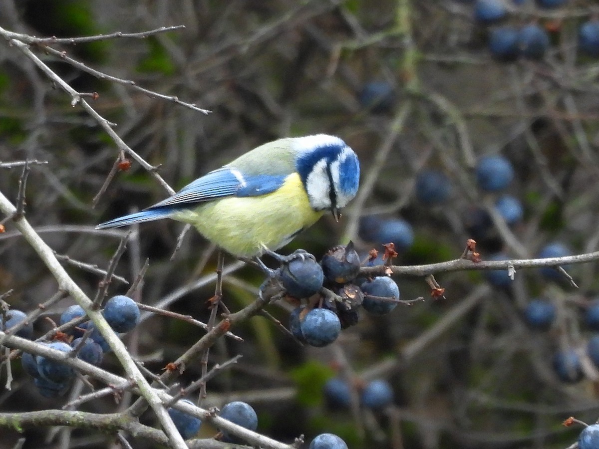 Eurasian Blue Tit - ML645259161