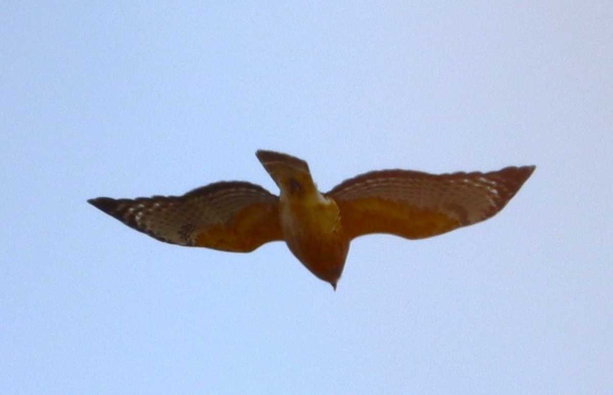 Red-shouldered Hawk - ML645259163