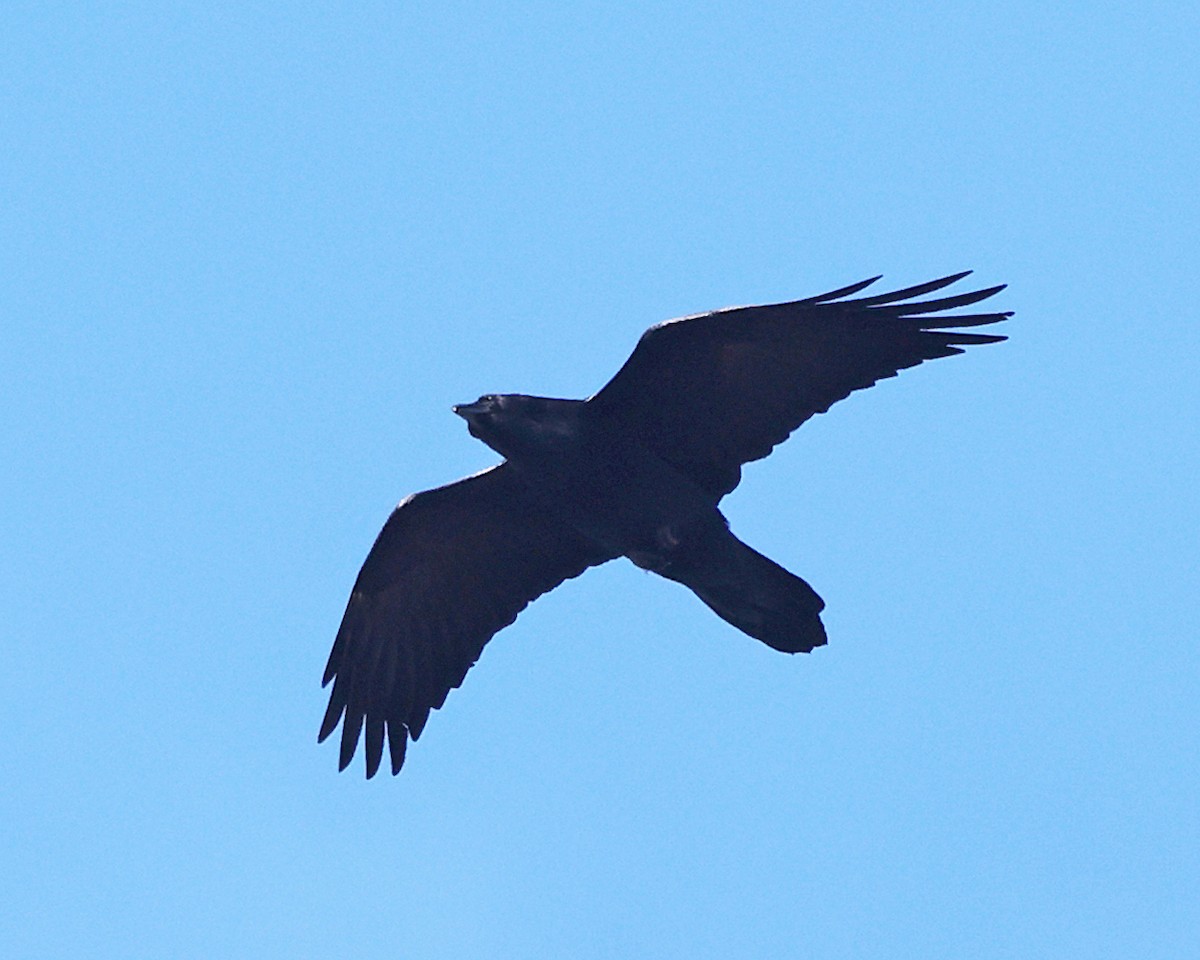 Common Raven - ML645259167