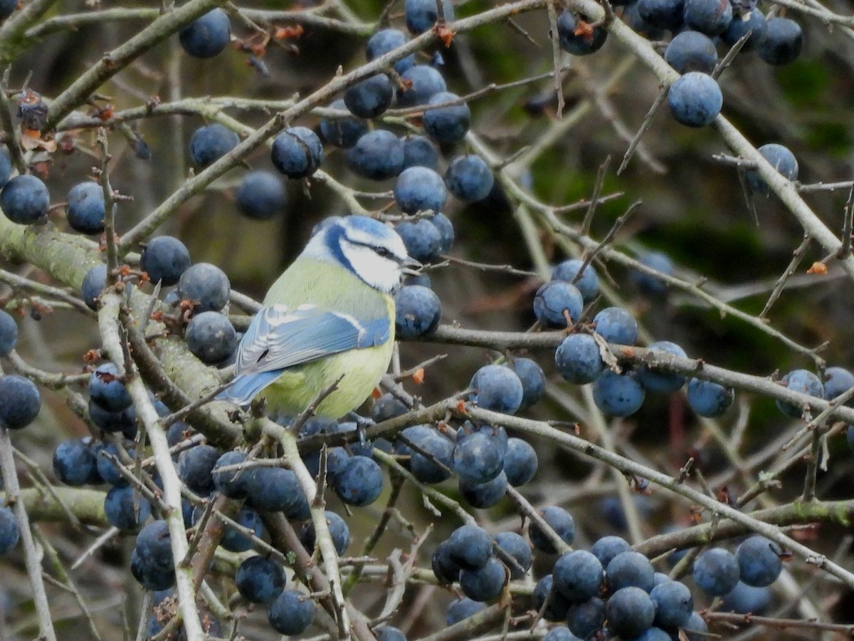 Eurasian Blue Tit - ML645259168