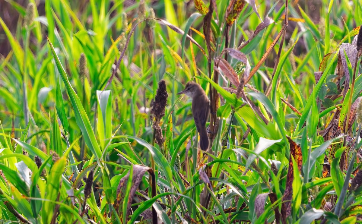 Clamorous Reed Warbler - ML645259171