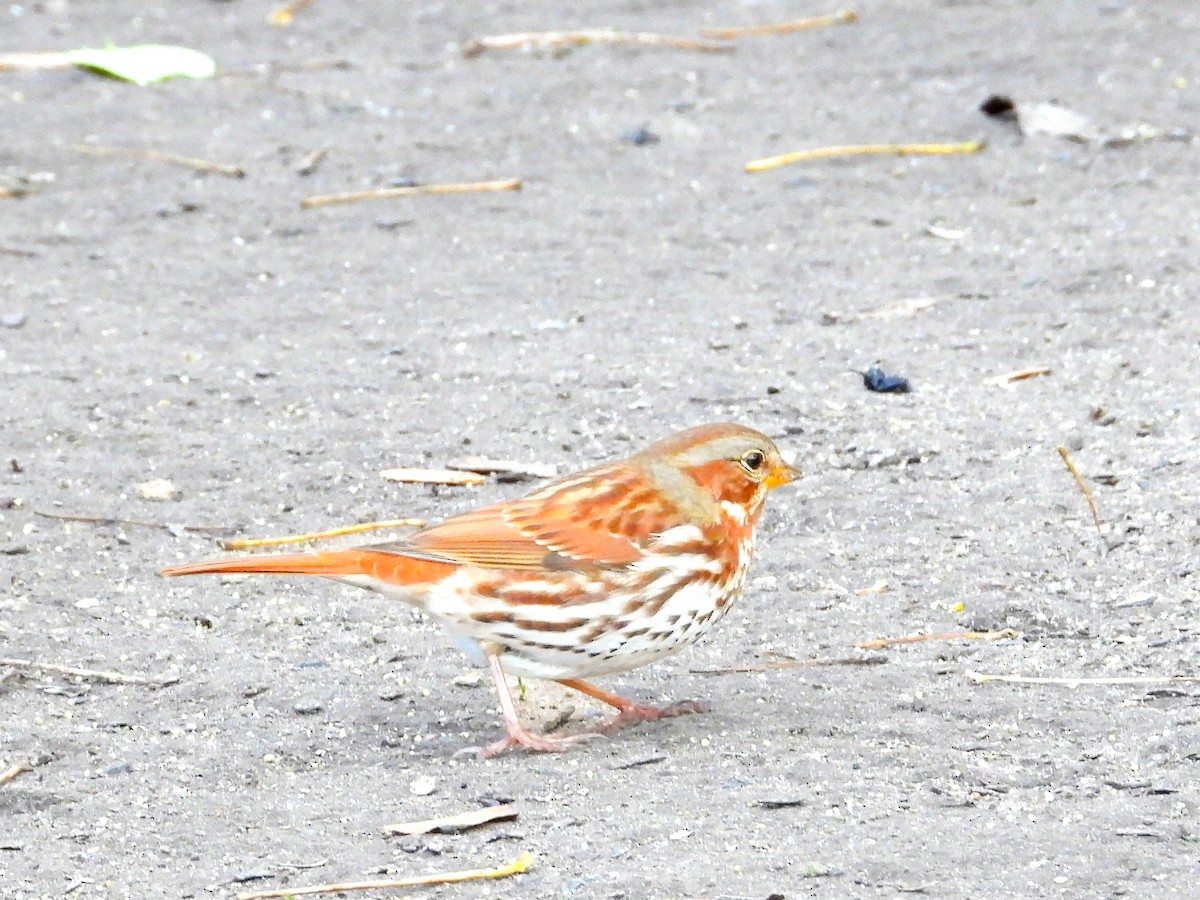 Fox Sparrow - ML645259177