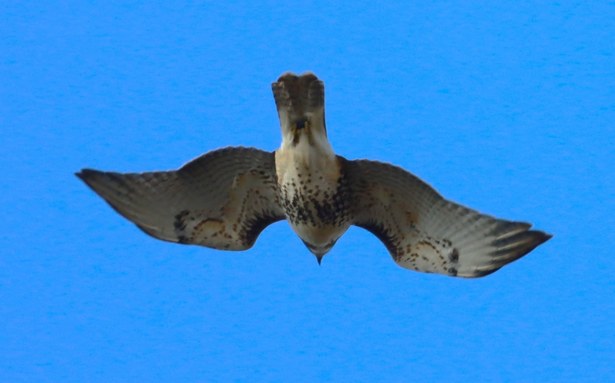 Red-tailed Hawk - ML645259181