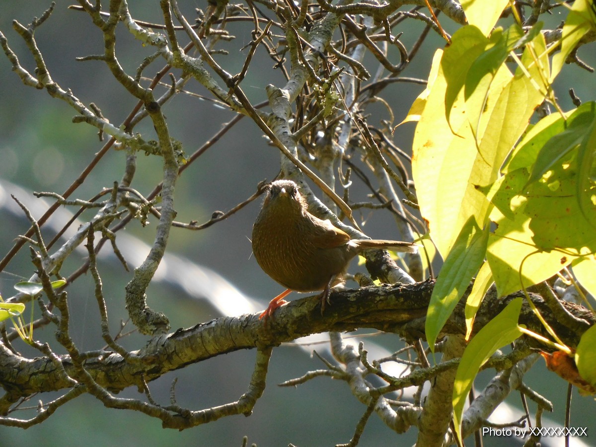 Garrulaxe barré - ML645259203