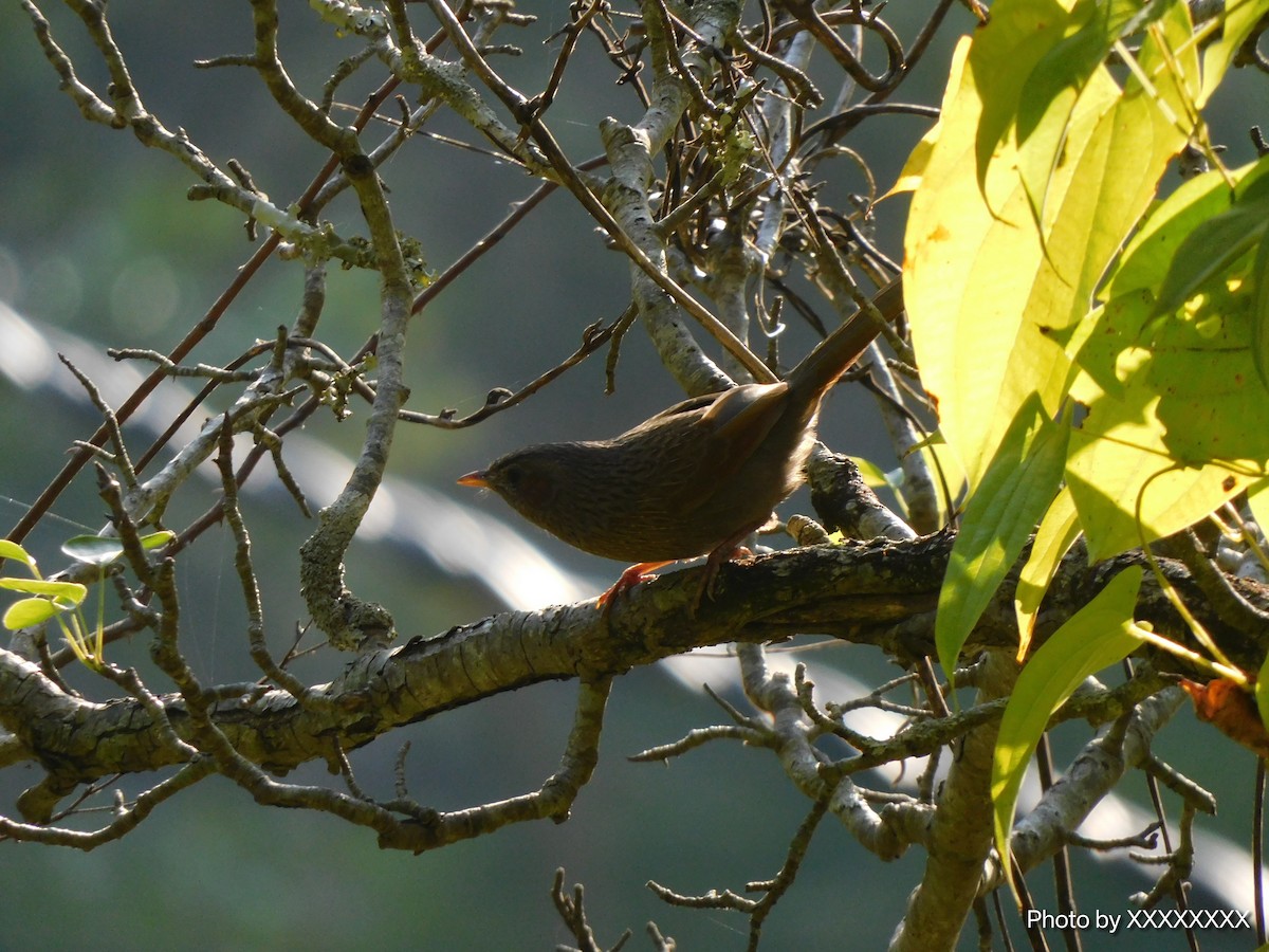 Garrulaxe barré - ML645259204