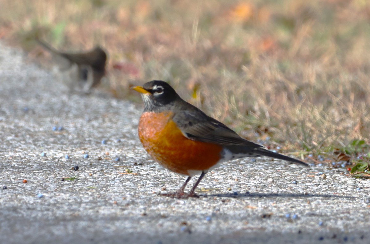 American Robin - ML645259222