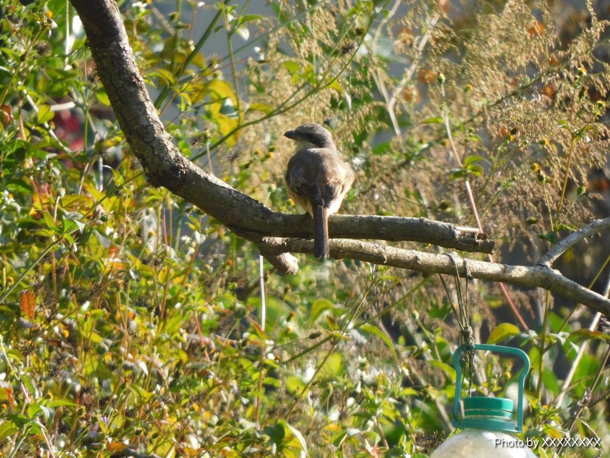 Uzun Kuyruklu Örümcekkuşu - ML645259226