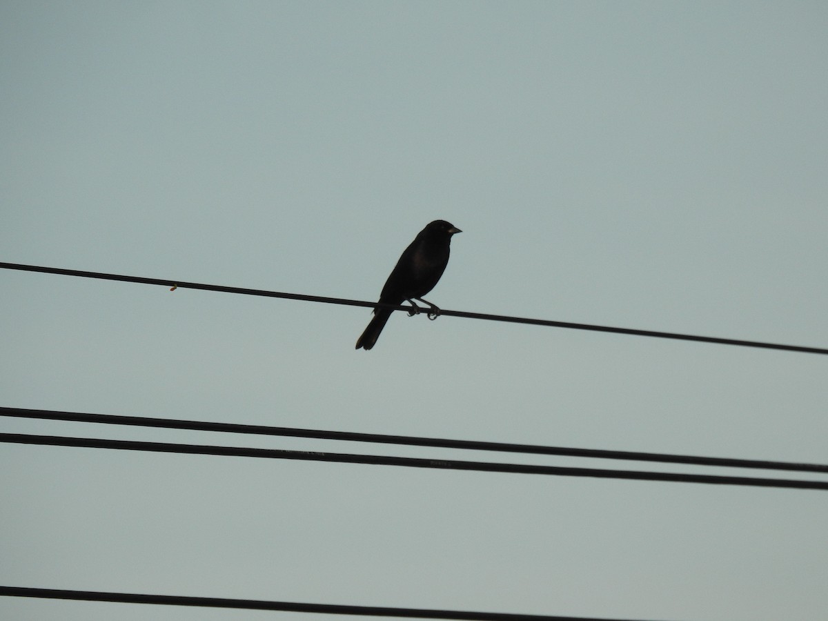 Parlak İnekkuşu - ML645259229