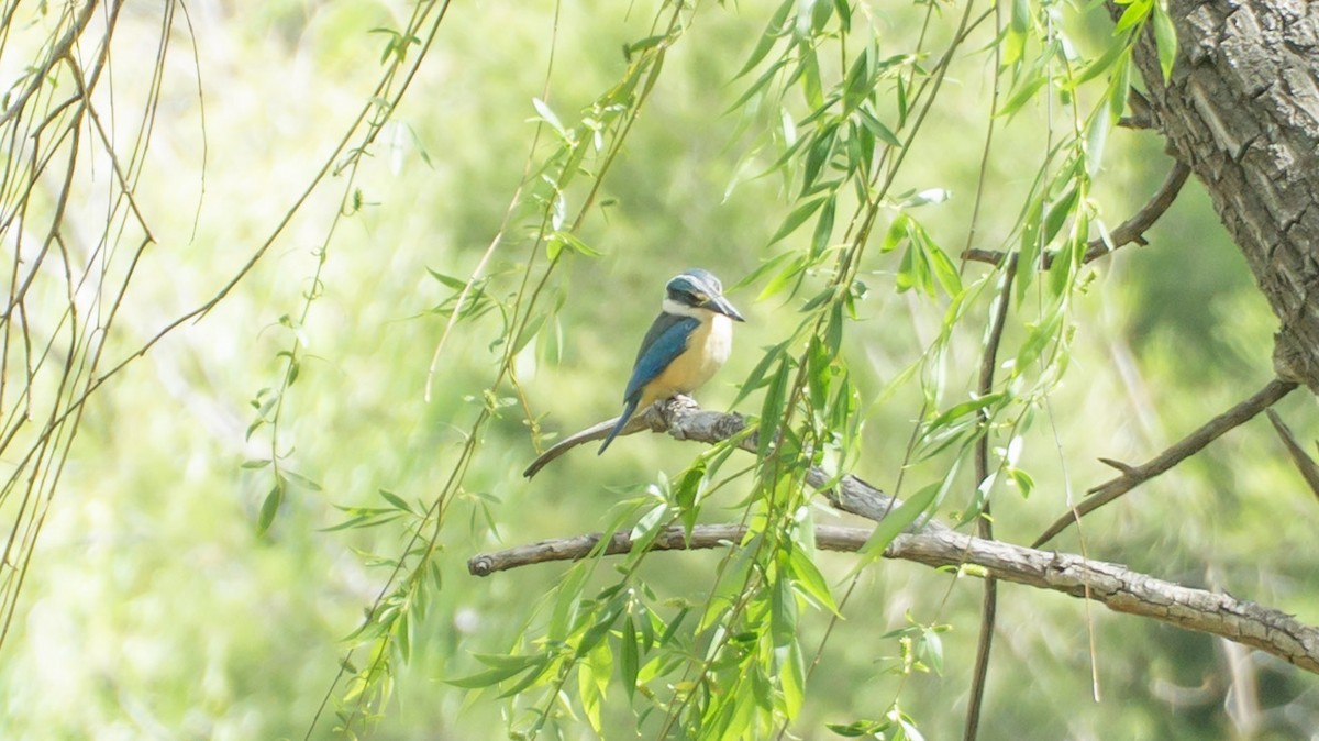 Kutsal Yalıçapkını - ML645259232