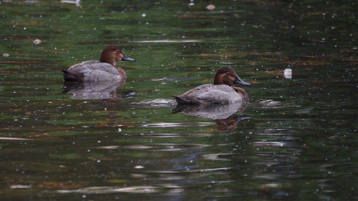 Elmabaş Patka - ML645259233